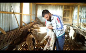 Sheep to Success